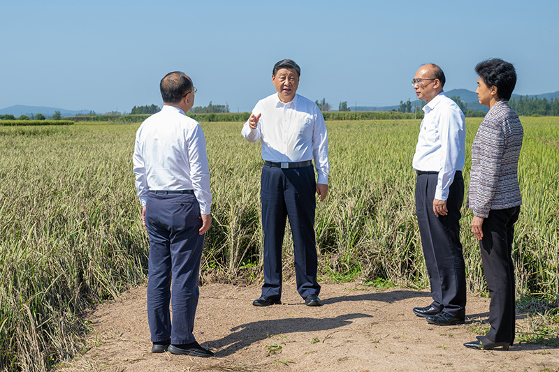 9月6日至8日，中共中央總書記、國家主席、中央軍委主席習(xí)近平在黑龍江考察。這是7日上午，習(xí)近平在遭受洪澇災(zāi)害的哈爾濱尚志市老街基鄉(xiāng)龍王廟村，察看水稻受災(zāi)情況。